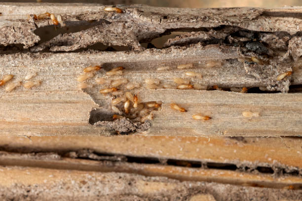 Best Bed Bug Extermination  in Cimarron, KS